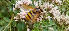 Volucella inanis