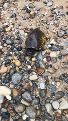 Sternotherus odoratus
