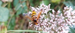 Volucella inanis
