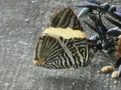 Colobura dirce