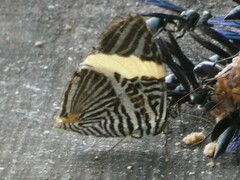 Colobura dirce