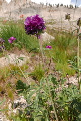 Sidalcea