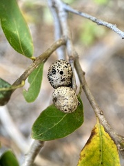 Disholandricus reniformis