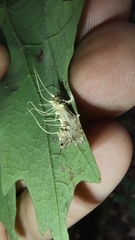Akanthomyces tuberculatus