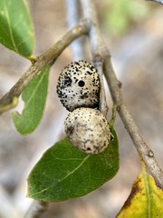 Disholandricus reniformis