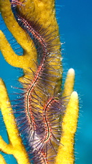 Ophiothrix suensoni