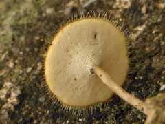 Lentinus