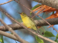 Anthreptes malacensis