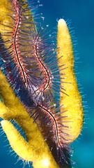 Ophiothrix suensoni