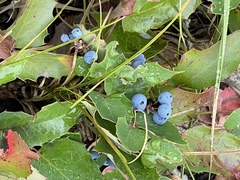 Berberis repens