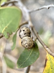 Disholandricus reniformis