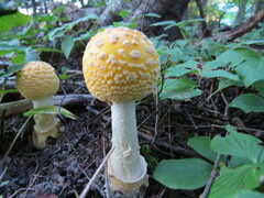 Amanita muscaria