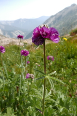 Sidalcea