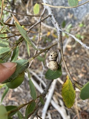 Disholandricus reniformis