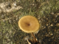 Lentinus
