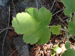 Heuchera cylindrica