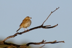 Anthus australis