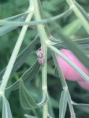 Salticidae