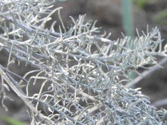 Baccharis artemisioides