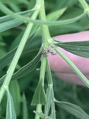 Salticidae