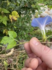 Ipomoea hederacea