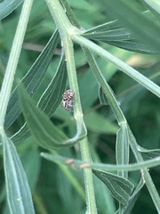 Salticidae