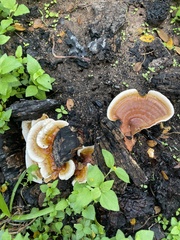 Ganoderma
