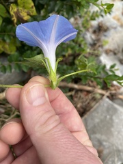 Ipomoea hederacea