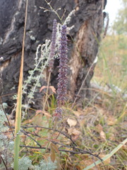 Nepeta multifida