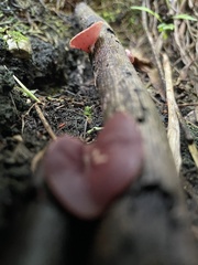 Phillipsia domingensis