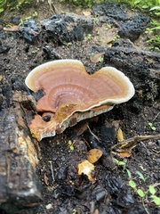 Ganoderma