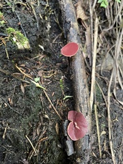 Phillipsia domingensis