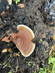 Ganoderma