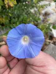 Ipomoea hederacea