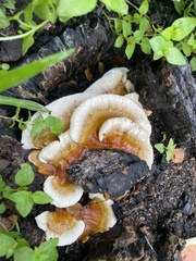 Ganoderma