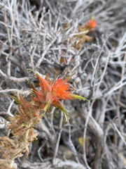 Castilleja linariifolia
