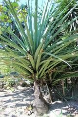 Furcraea macdougallii