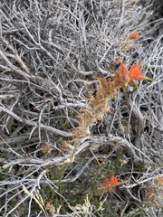 Castilleja linariifolia