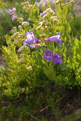 Penstemon parvulus
