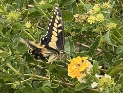 Papilio polyxenes rudkini