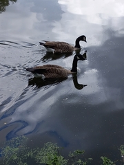 Branta canadensis