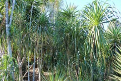 Beaucarnea recurvata