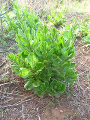 Talinum paniculatum