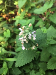 Nepeta cataria