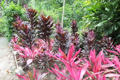 Cordyline fruticosa