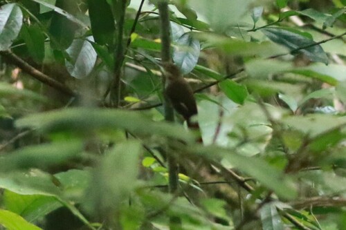 Chiriqui Foliage-gleaner (Automolus exsertus), photo 4