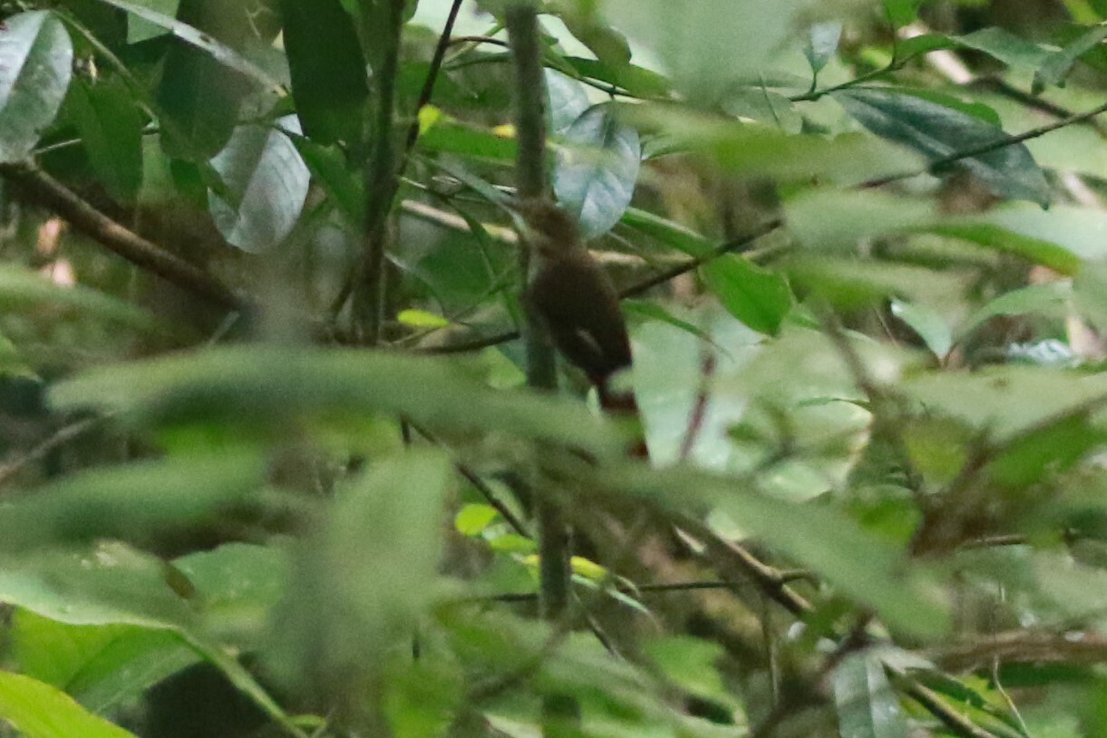 Chiriqui Foliage-gleaner (Automolus exsertus), photo 4