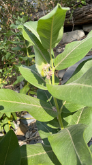 Asclepias speciosa