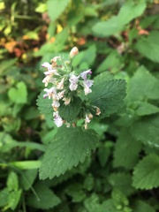 Nepeta cataria