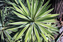 Agave angustifolia marginata